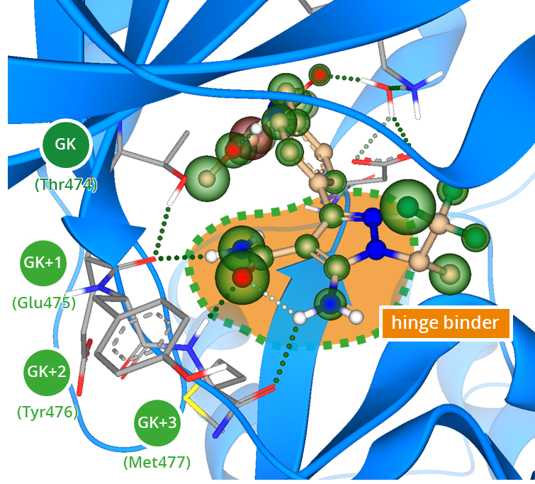 Hinge binding motif with residues interacting with the kinase inhibitor.